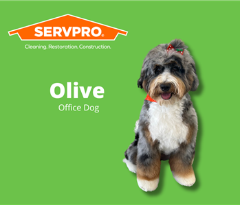 Olive, team member at SERVPRO of Flagler County